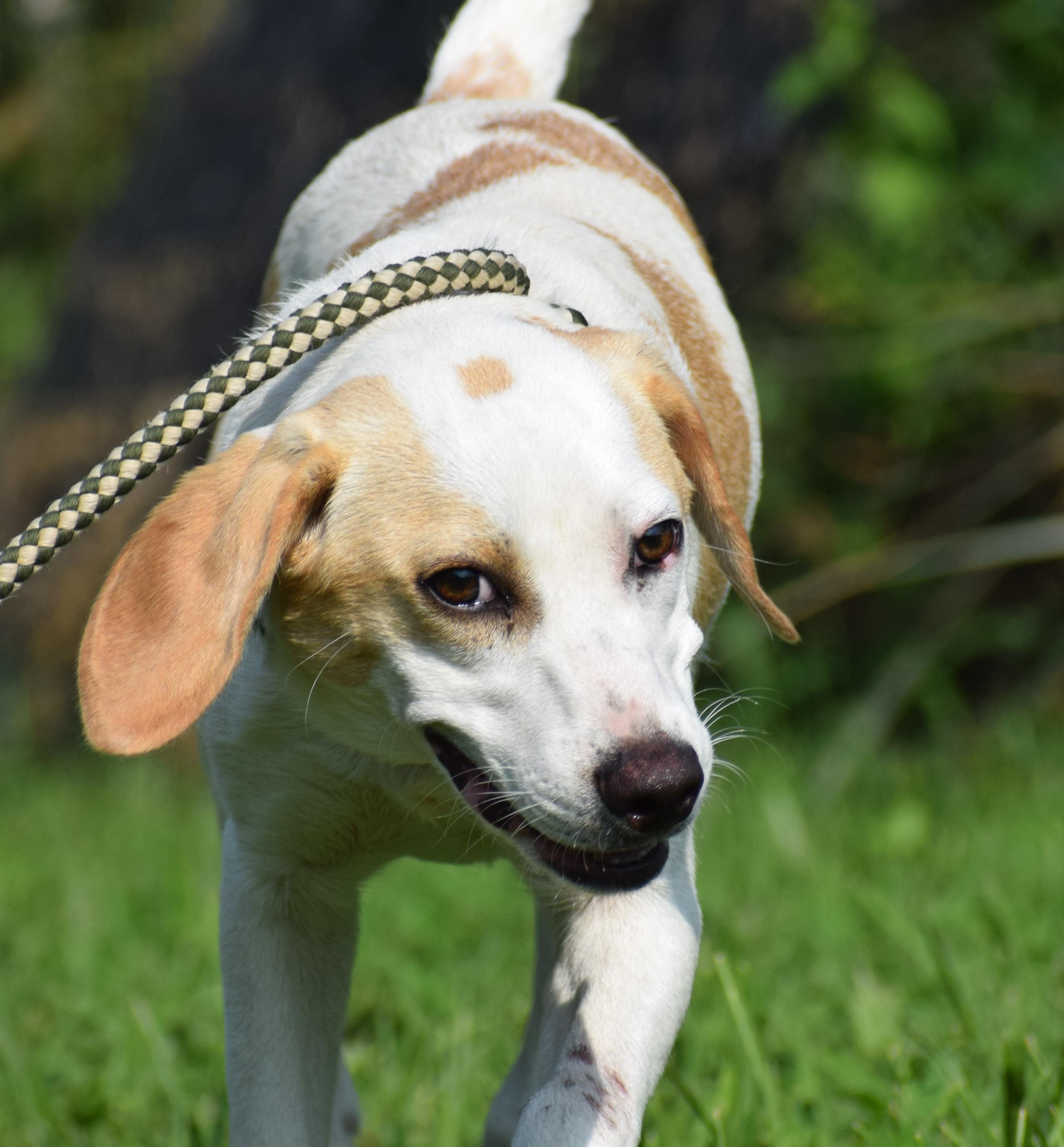 Enlarge Buddy-Available www.lhar.dog to apply, a Adoptable mixed breed in Frederick, MD image 6/6