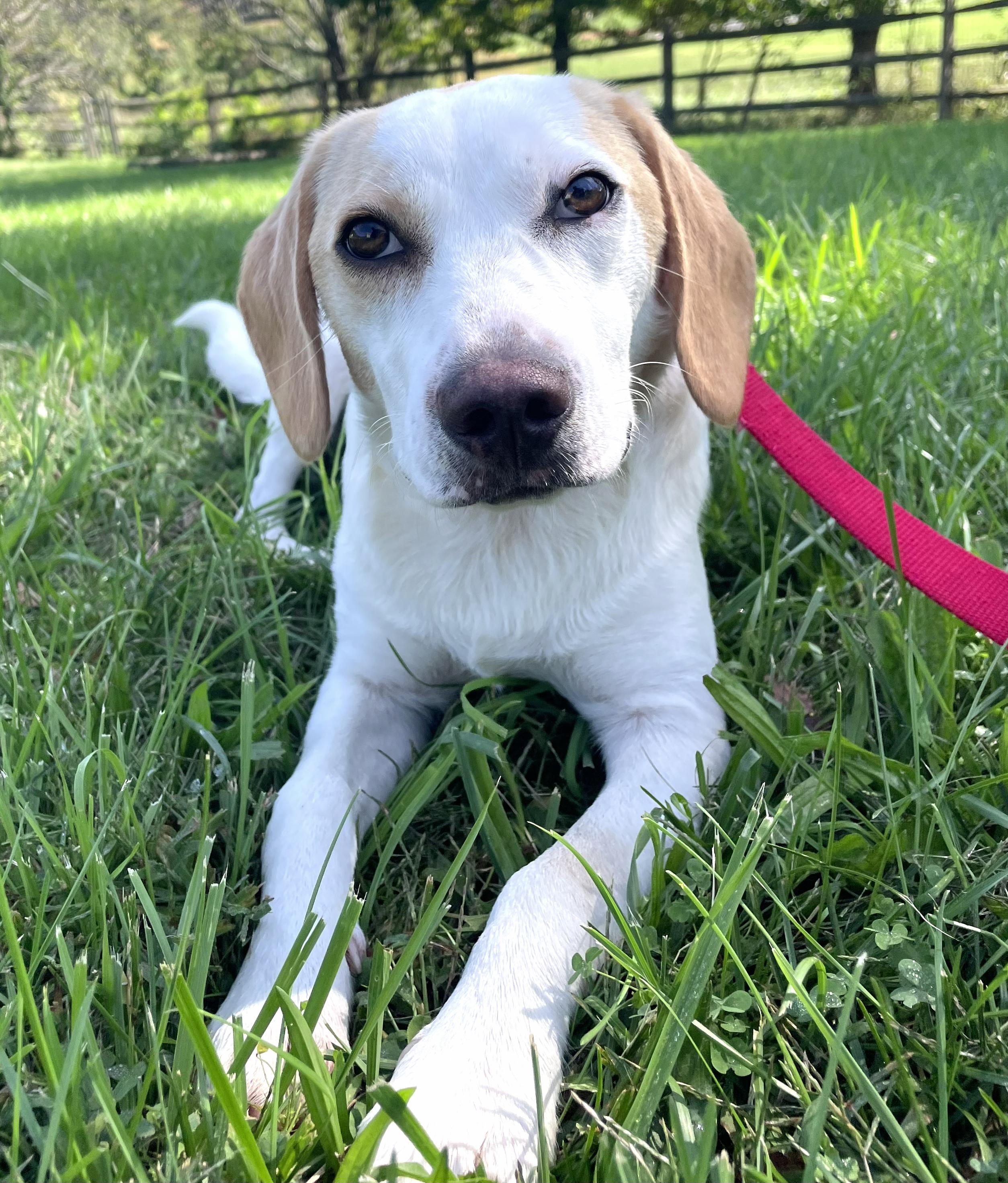 Buddy-Available www.lhar.dog to apply, Adoptable, Puppy Male Hound & Labrador Retriever.