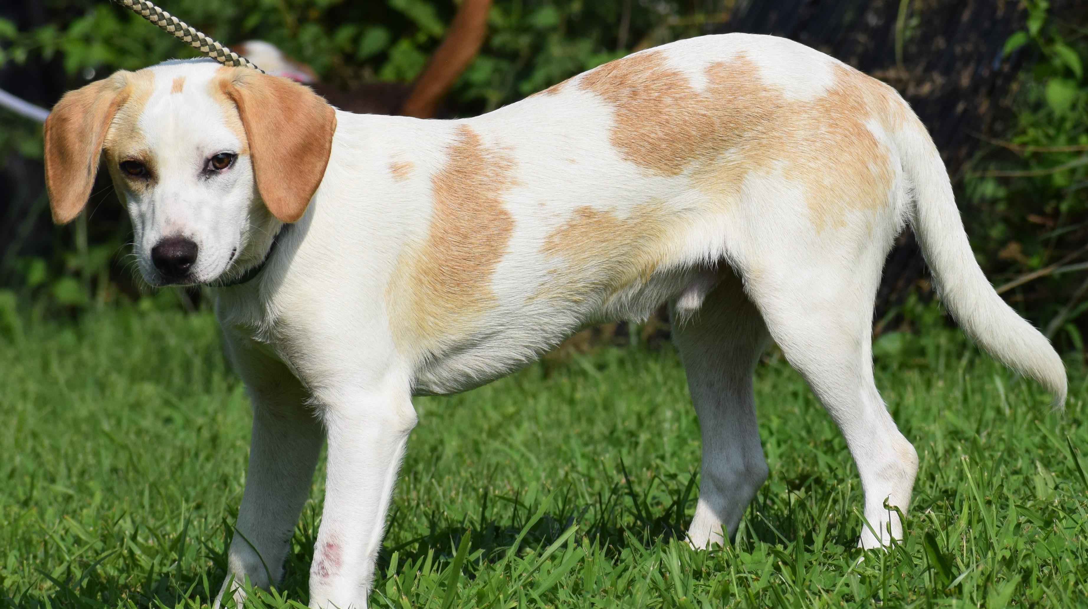 Enlarge Buddy-Available www.lhar.dog to apply, a Adoptable mixed breed in Frederick, MD image 3/6