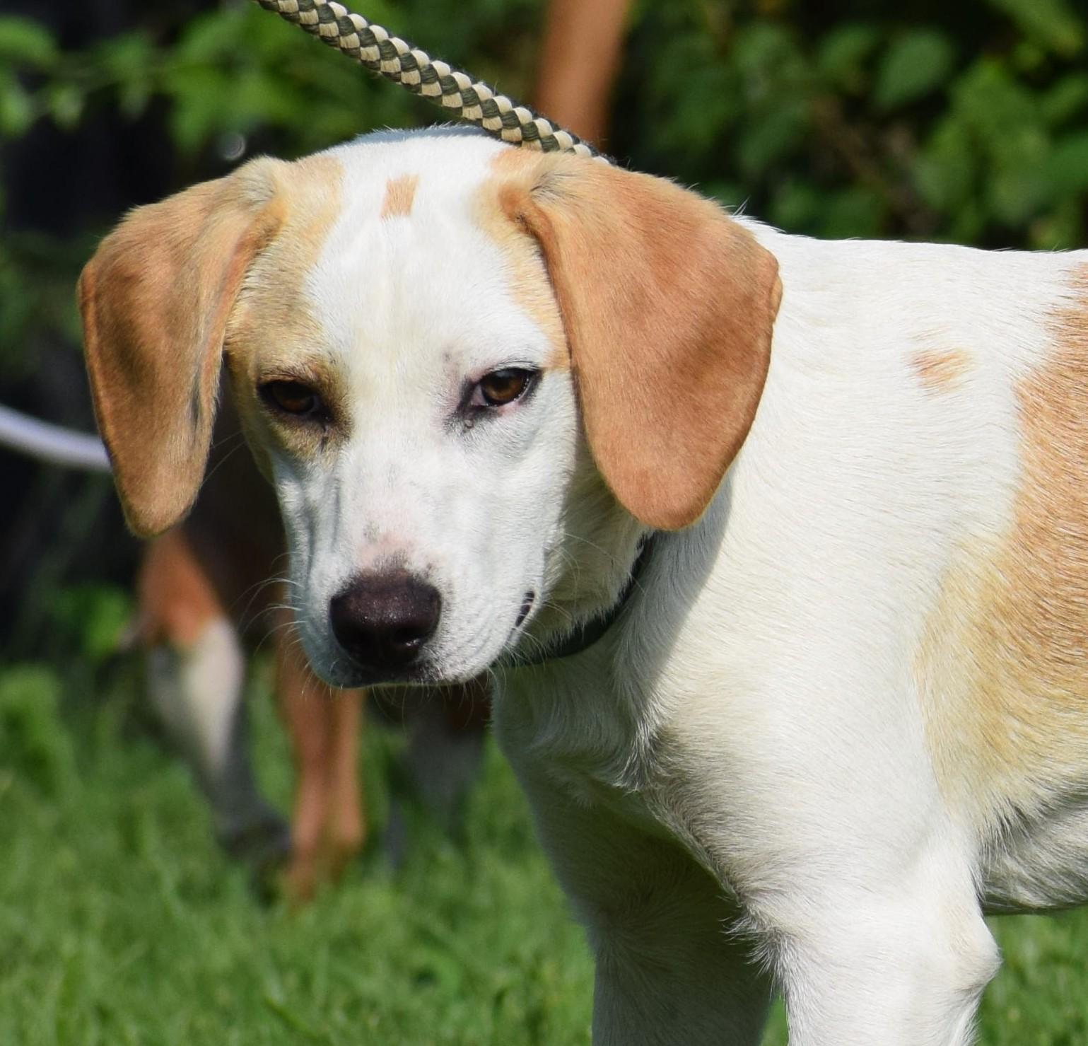 Enlarge Buddy-Available www.lhar.dog to apply, a Adoptable mixed breed in Frederick, MD image 4/6
