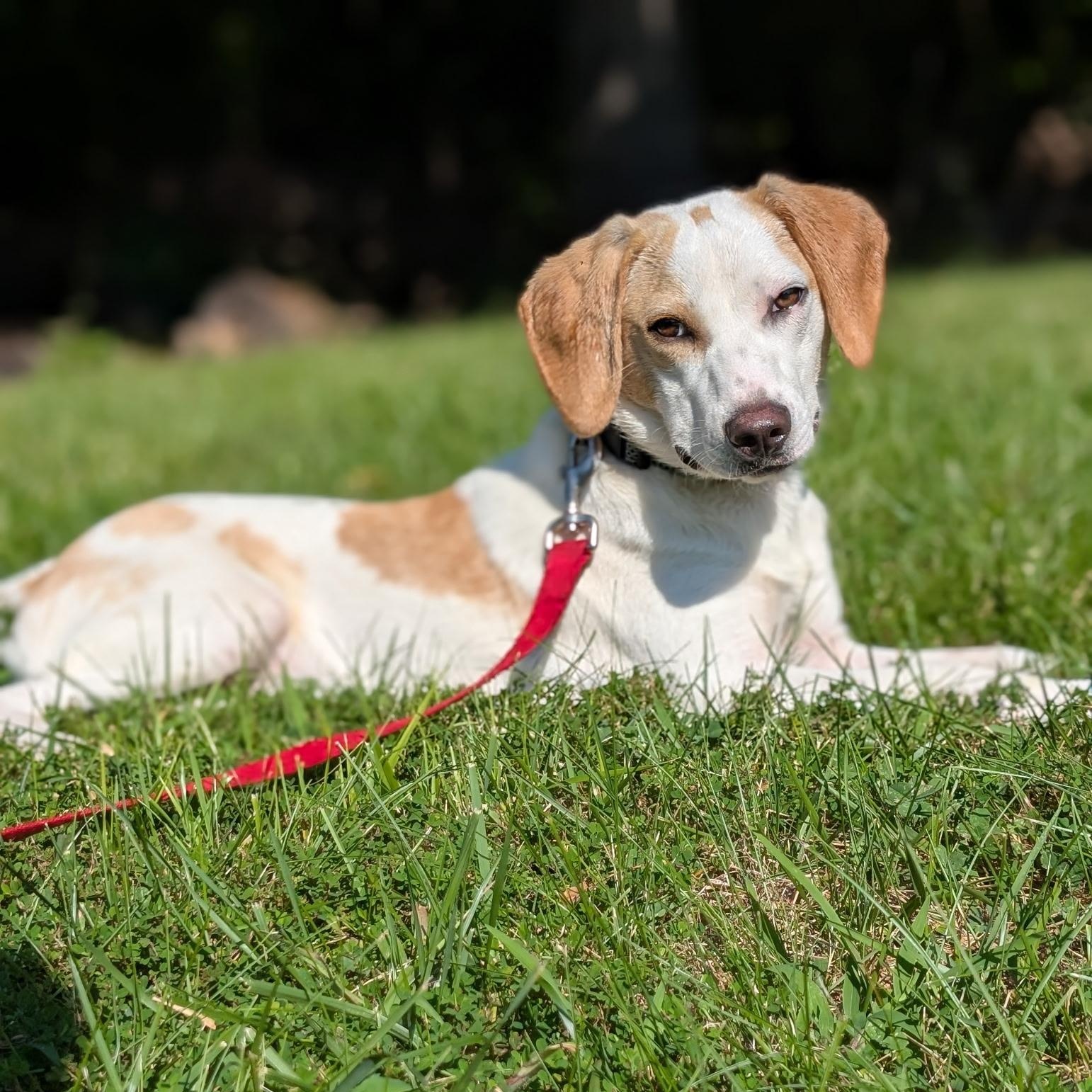 Enlarge Buddy-Available www.lhar.dog to apply, a Adoptable mixed breed in Frederick, MD image 2/6