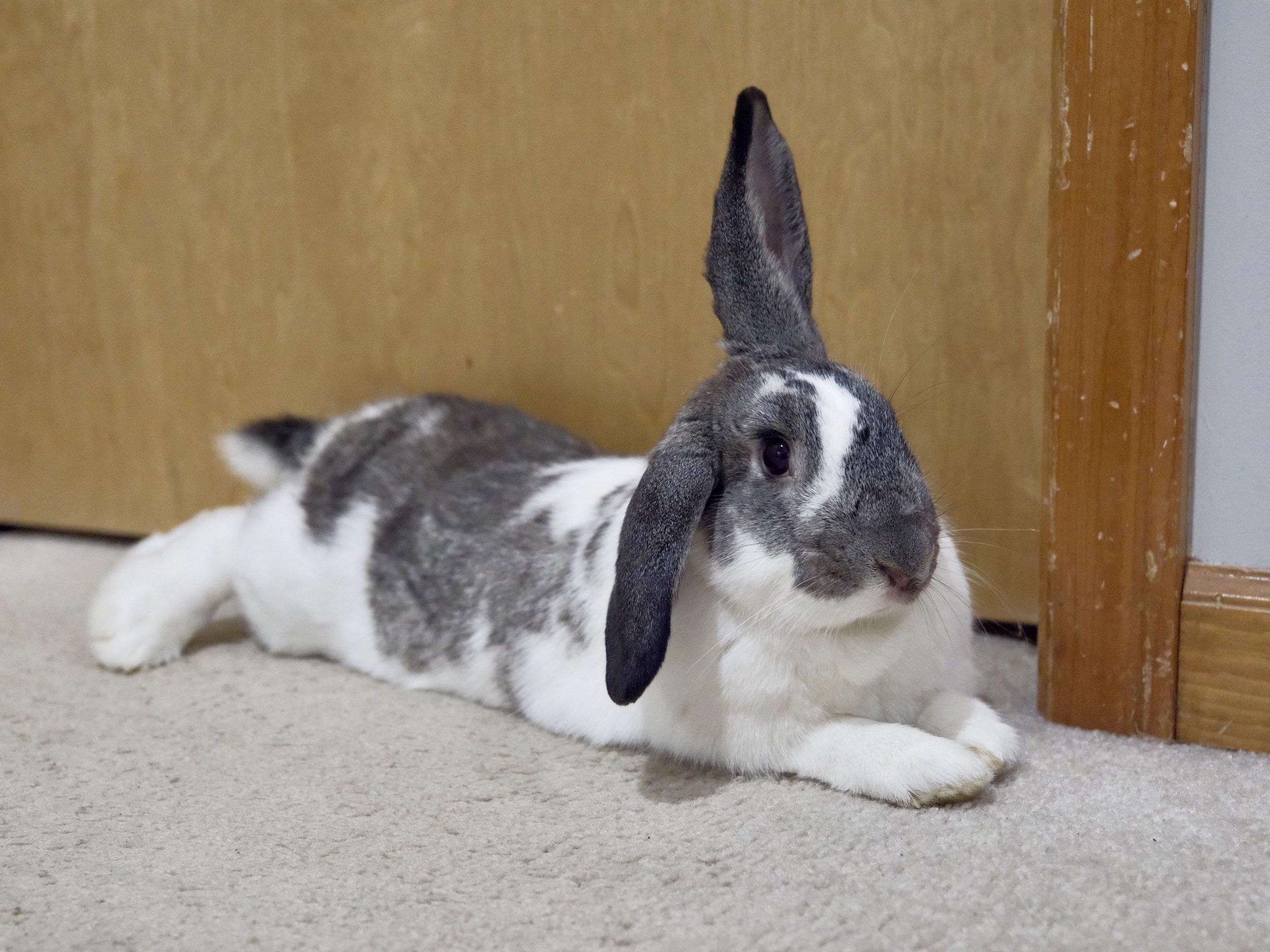 Raspberry, adopted, Adult Male American & Lop Eared.