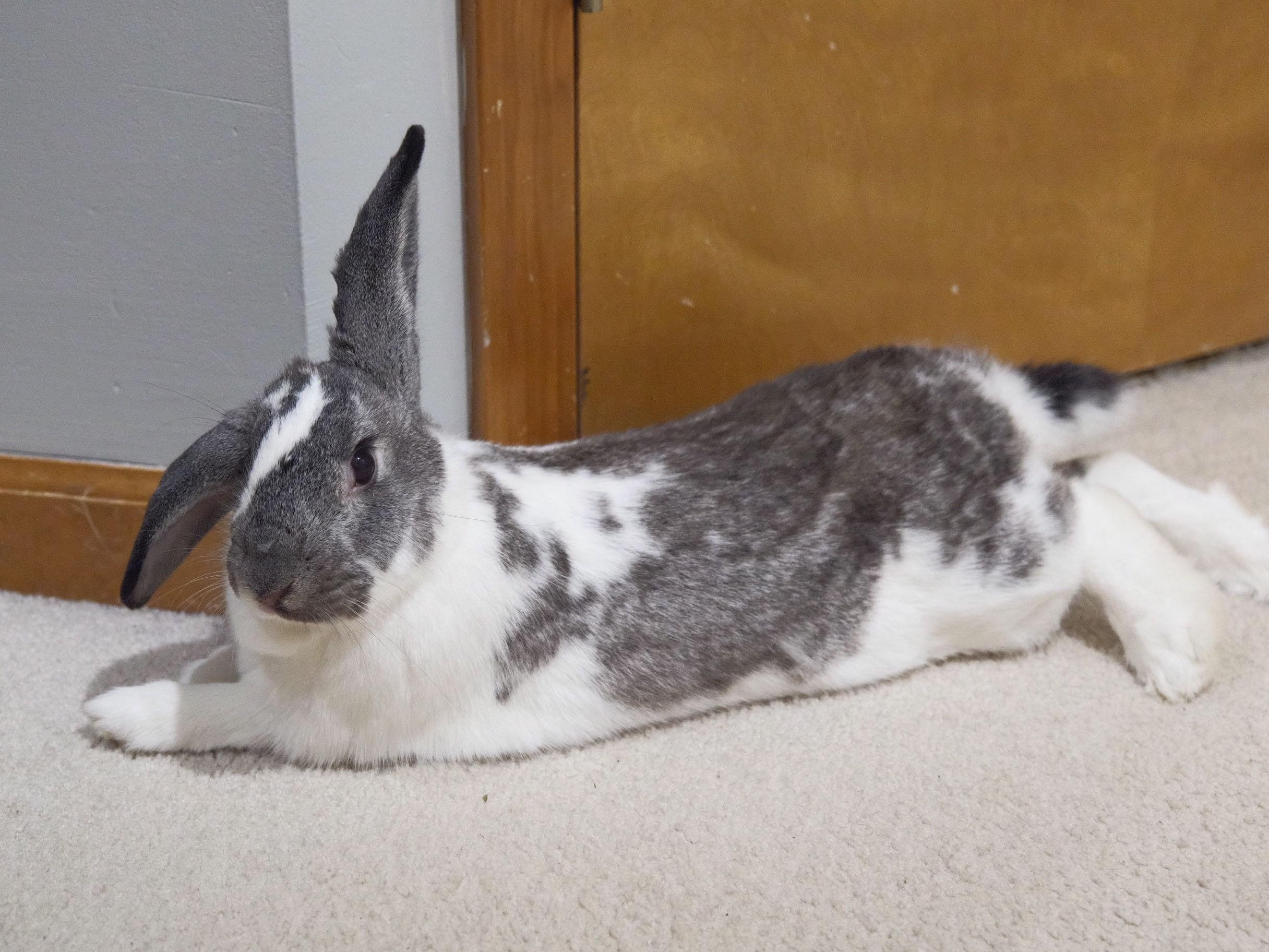 Enlarge Raspberry, an adopted mixed breed in Lee's Summit, MO image 2/3