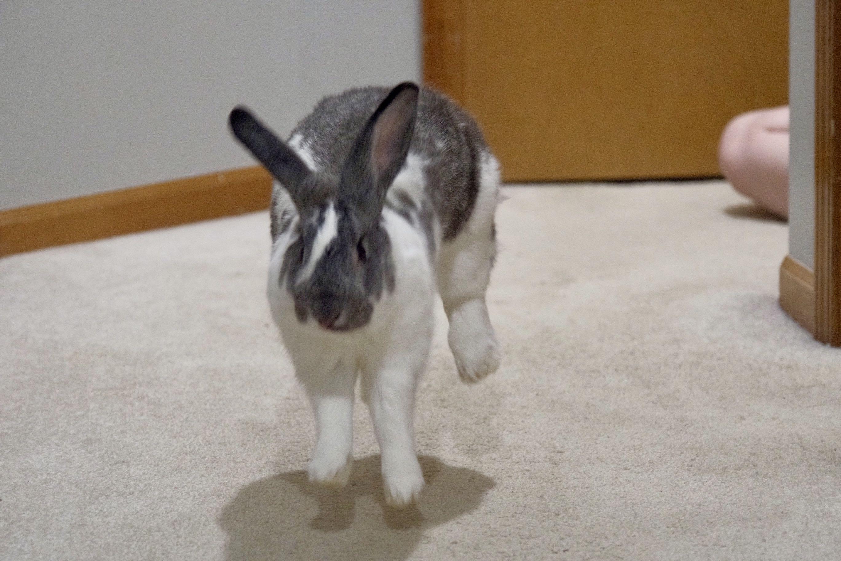 Enlarge Raspberry, an adopted mixed breed in Lee's Summit, MO image 3/3