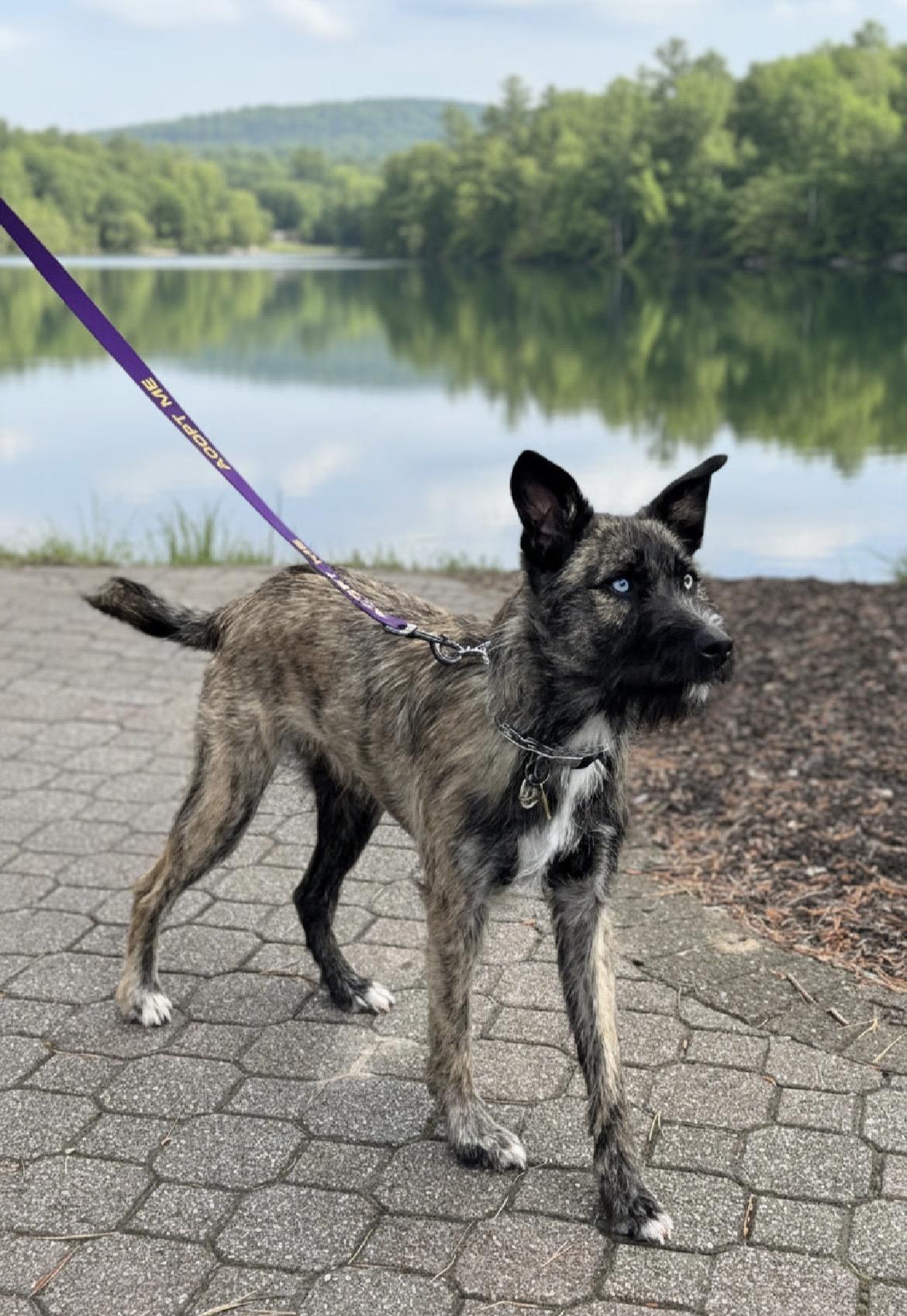 Blu, a Adoptable mixed breed in Egg Harbor City, NJ image 1/3