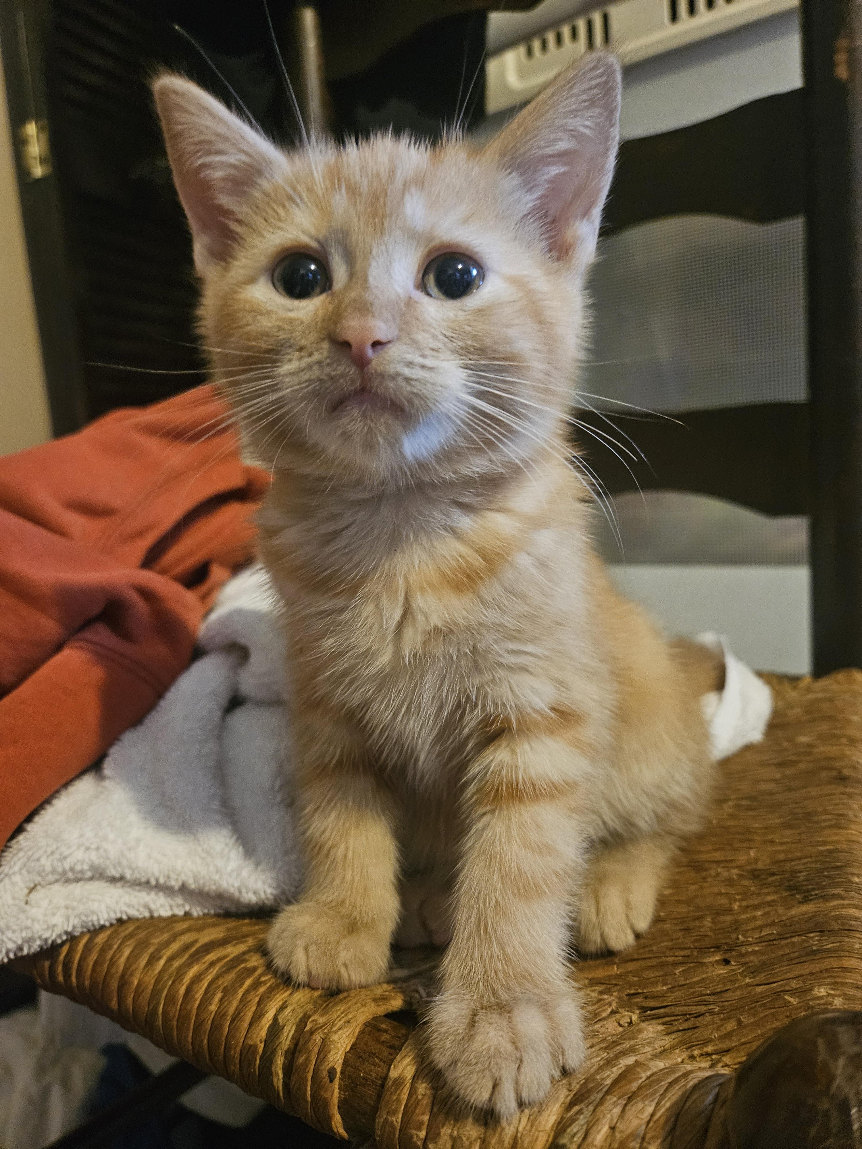 Enlarge Calvin Klein, a Adoptable mixed breed in Claridge, PA image 2/4