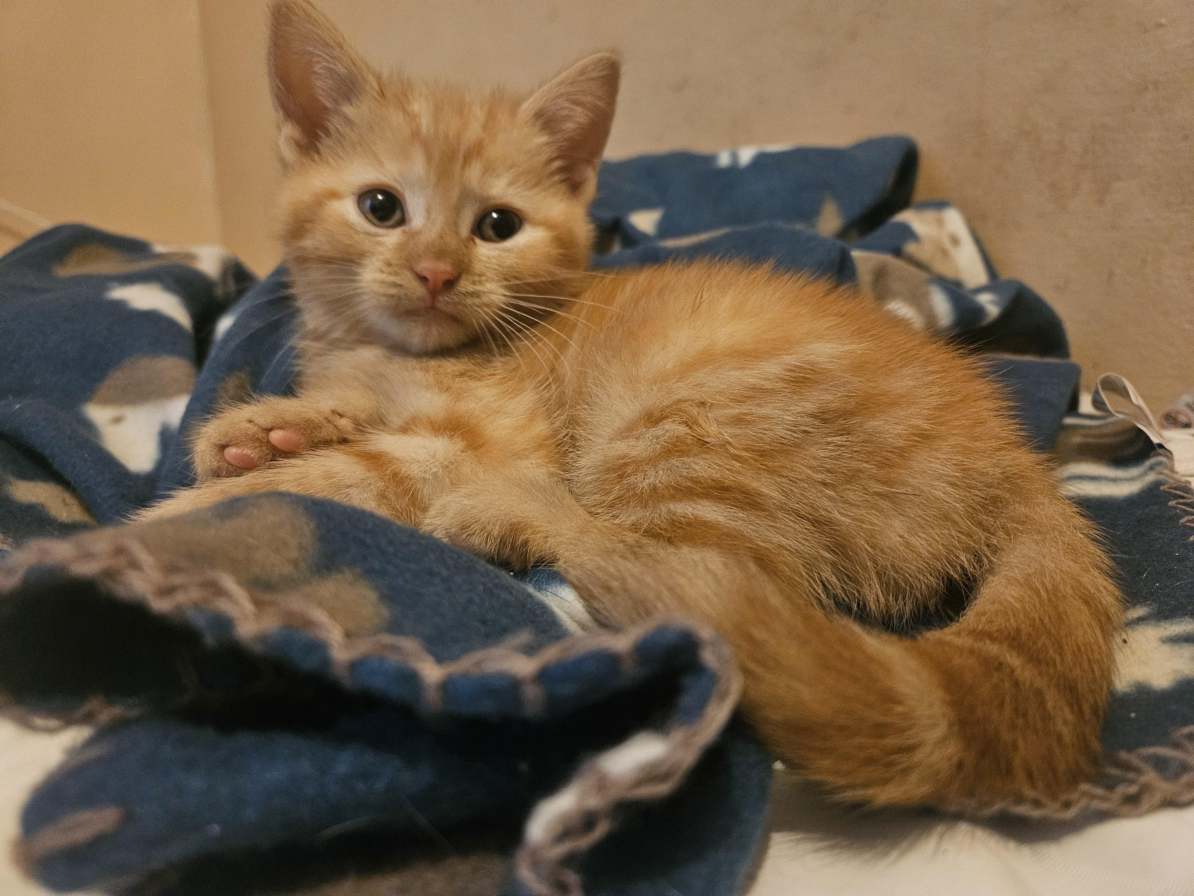 Enlarge Calvin Klein, a Adoptable mixed breed in Claridge, PA image 4/4