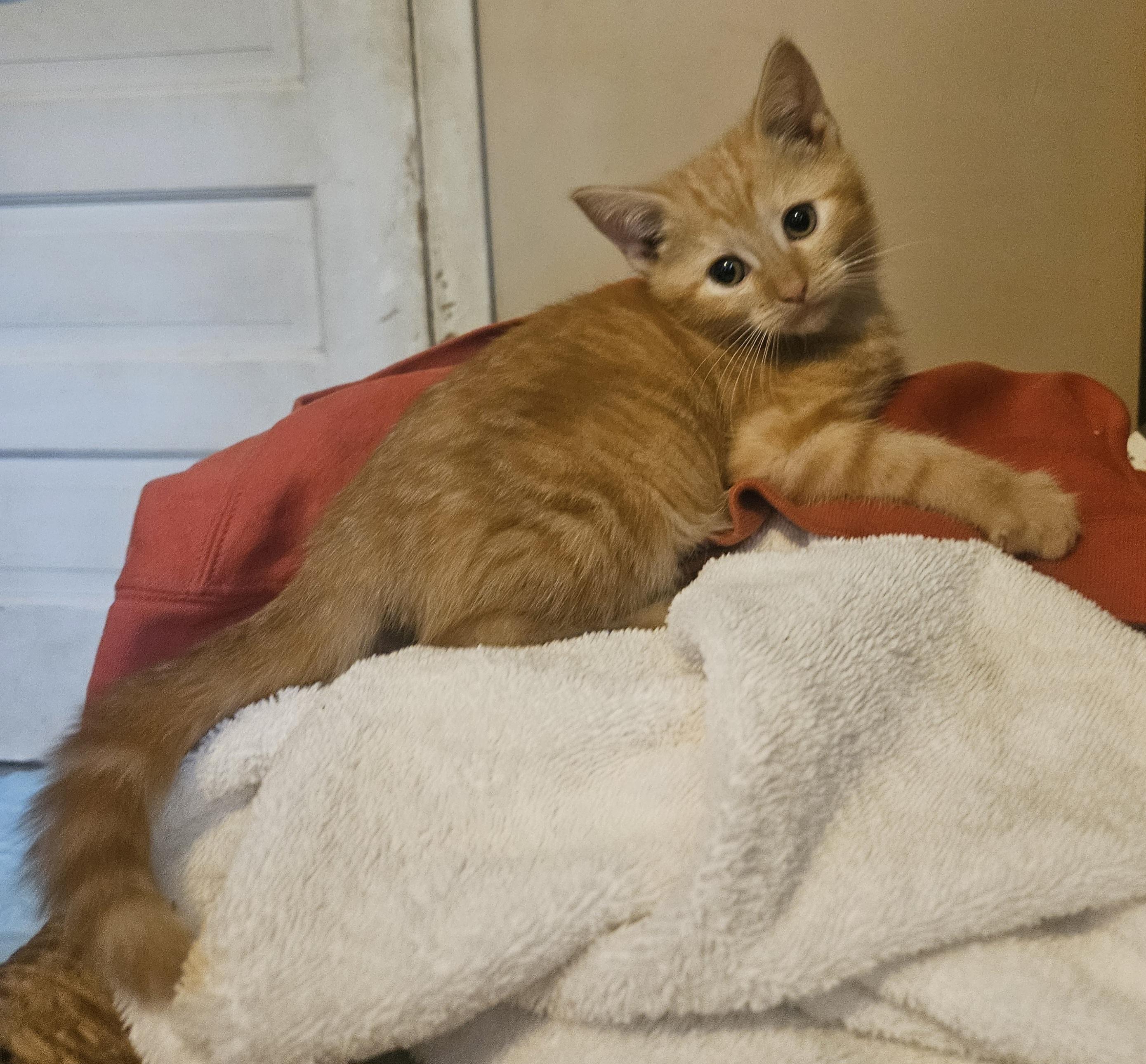 Enlarge Calvin Klein, a Adoptable mixed breed in Claridge, PA image 1/4