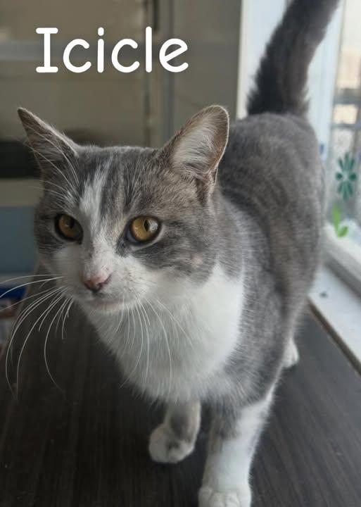 Icicle, ADOPTABLE, Young Female Domestic Short Hair.
