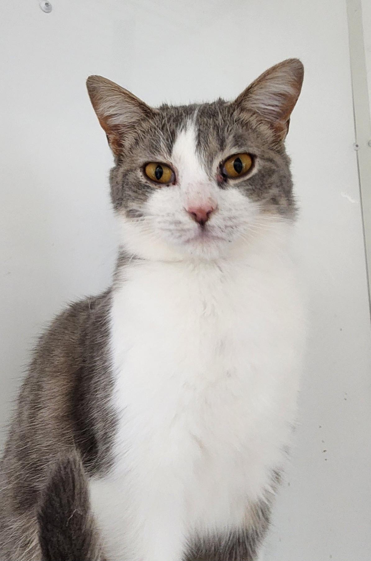 Enlarge Icicle, a ADOPTABLE Domestic Short Hair in Tama, IA image 2/2