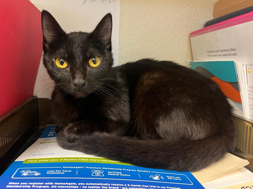 Dorothy, Adoptable, Young Female Domestic Short Hair.