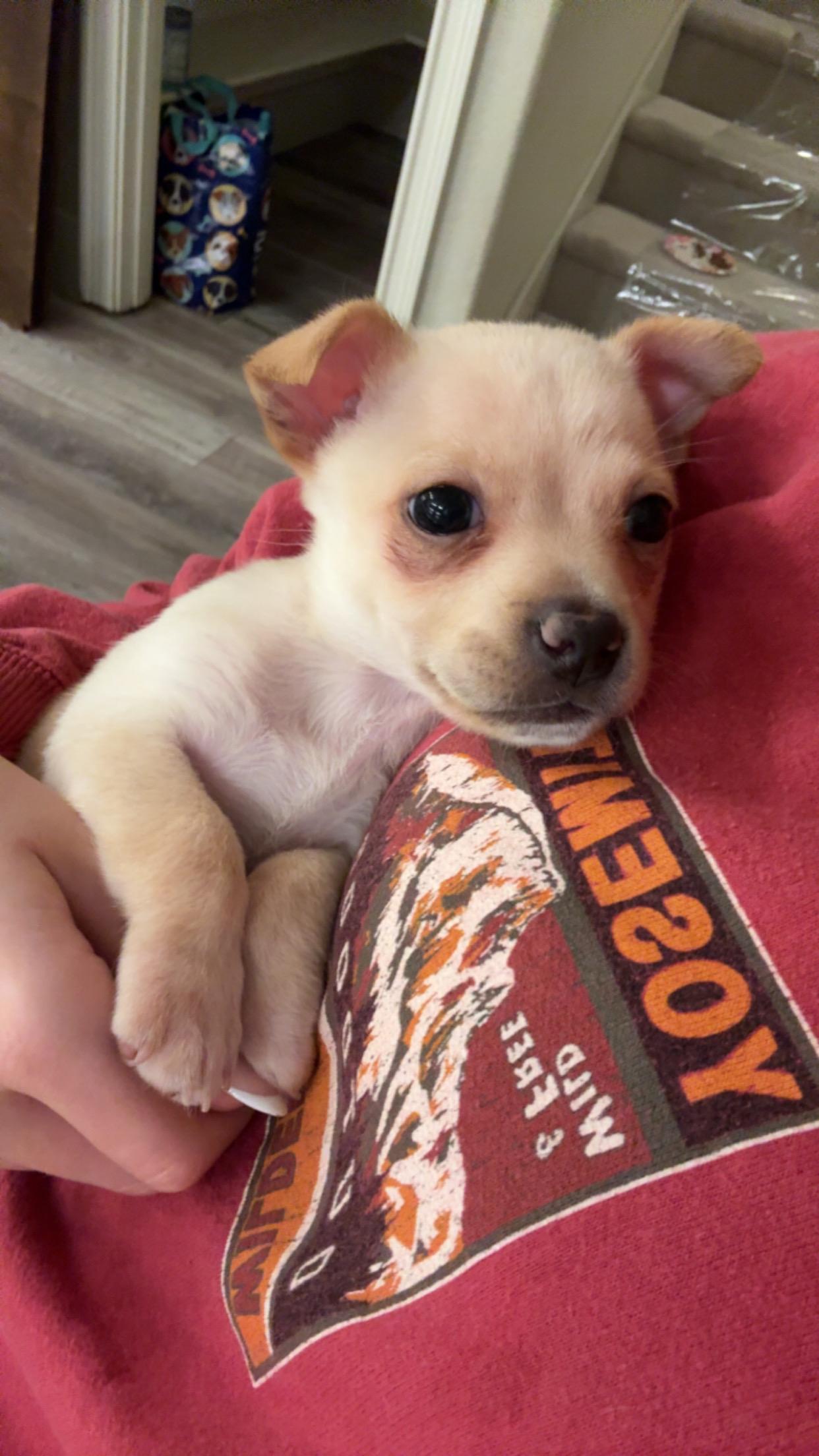 Peanut Butter, ADOPTABLE, Young Female Chihuahua.