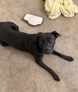 Enlarge Ollie (Aloe) (Winding-Creek 07), a Adoptable mixed breed in New Braunfels, TX image 1/5