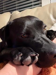 Enlarge Ollie (Aloe) (Winding-Creek 07), a Adoptable mixed breed in New Braunfels, TX image 3/5