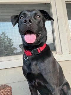 Enlarge Ollie (Aloe) (Winding-Creek 07), a Adoptable mixed breed in New Braunfels, TX image 4/5