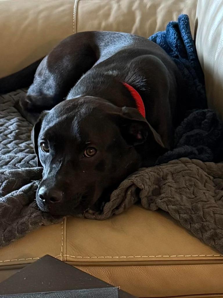 Enlarge Ollie (Aloe) (Winding-Creek 07), a Adoptable mixed breed in New Braunfels, TX image 5/5