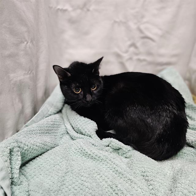 Enlarge A1256867, a Adoptable Domestic Short Hair in Winter Haven, FL image 1/1