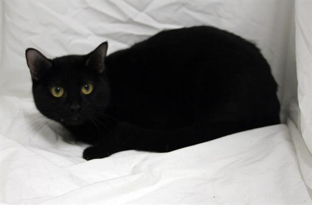 STELLA, Adoptable, Young Female Domestic Short Hair.