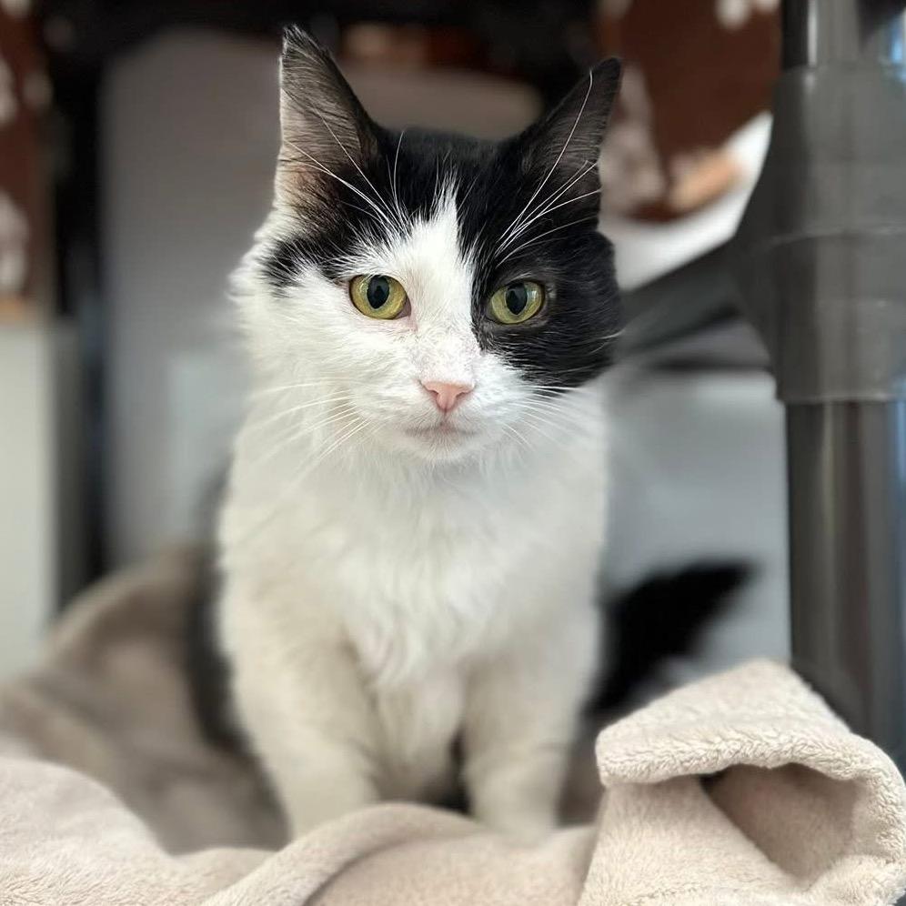 Tiramisu, Adoptable, Adult Female Domestic Medium Hair.