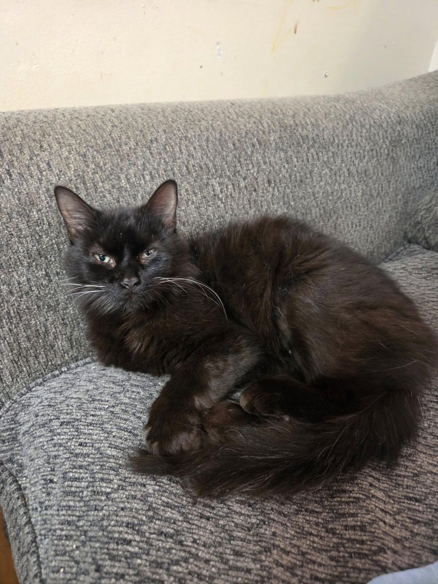 Enlarge Chip Bag, a Adoptable Domestic Long Hair in Clymer, PA image 1/4