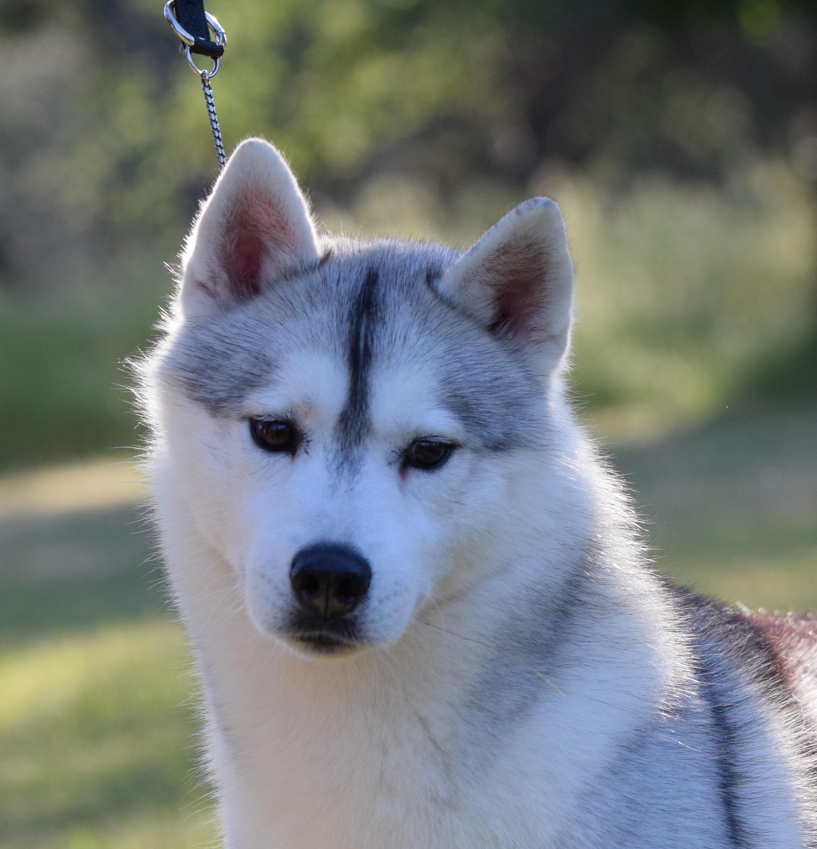 Enlarge Berry, a Adopted Siberian Husky in Campbell, CA image 1/1