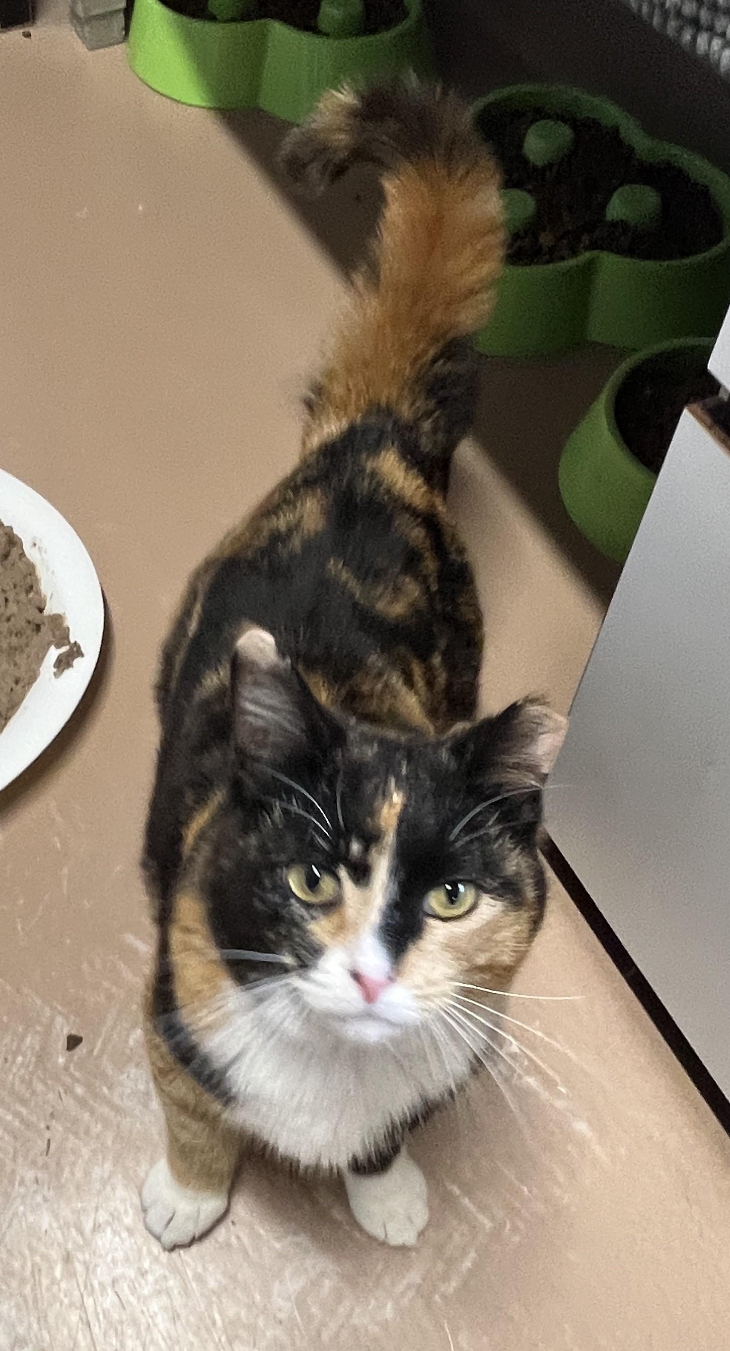 Enlarge LAVA (CR/SC), an adopted Domestic Short Hair in Sainte-Angele-de-Monnoir, QC image 5/6