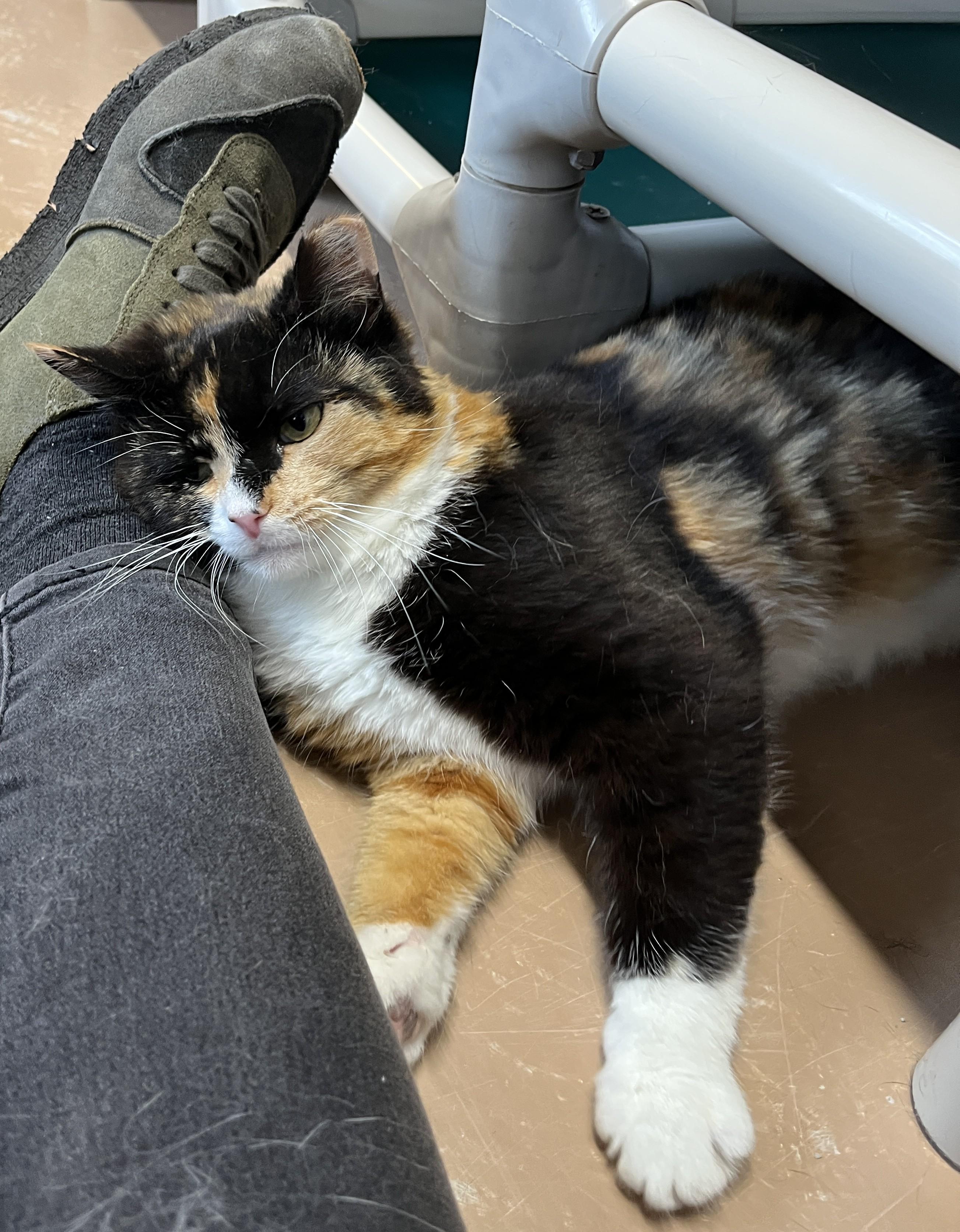 Enlarge LAVA (CR/SC), an adopted Domestic Short Hair in Sainte-Angele-de-Monnoir, QC image 2/6