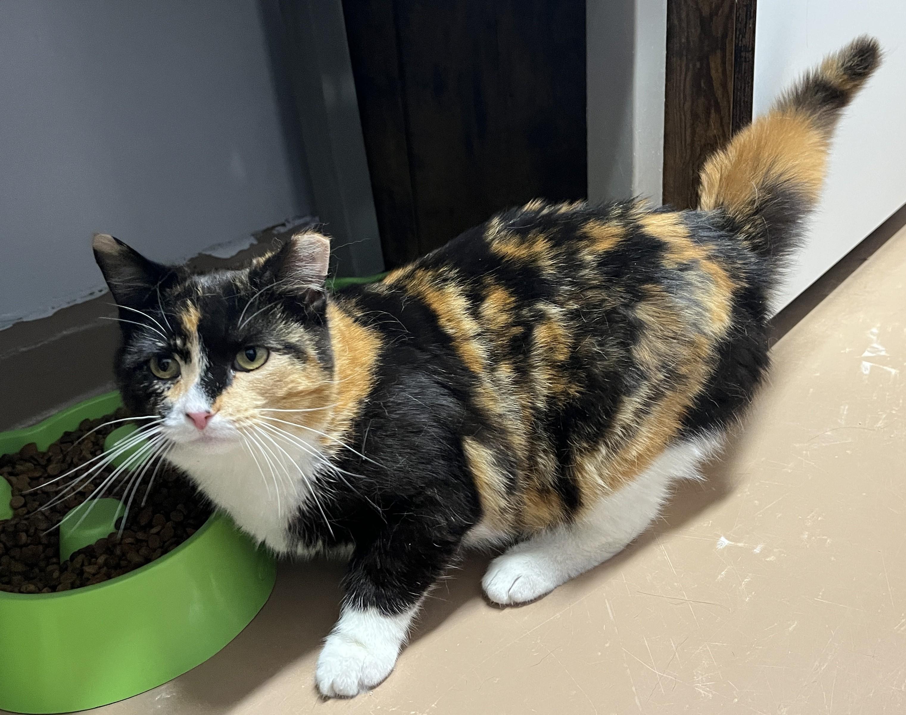 Enlarge LAVA (CR/SC), an adopted Domestic Short Hair in Sainte-Angele-de-Monnoir, QC image 4/6