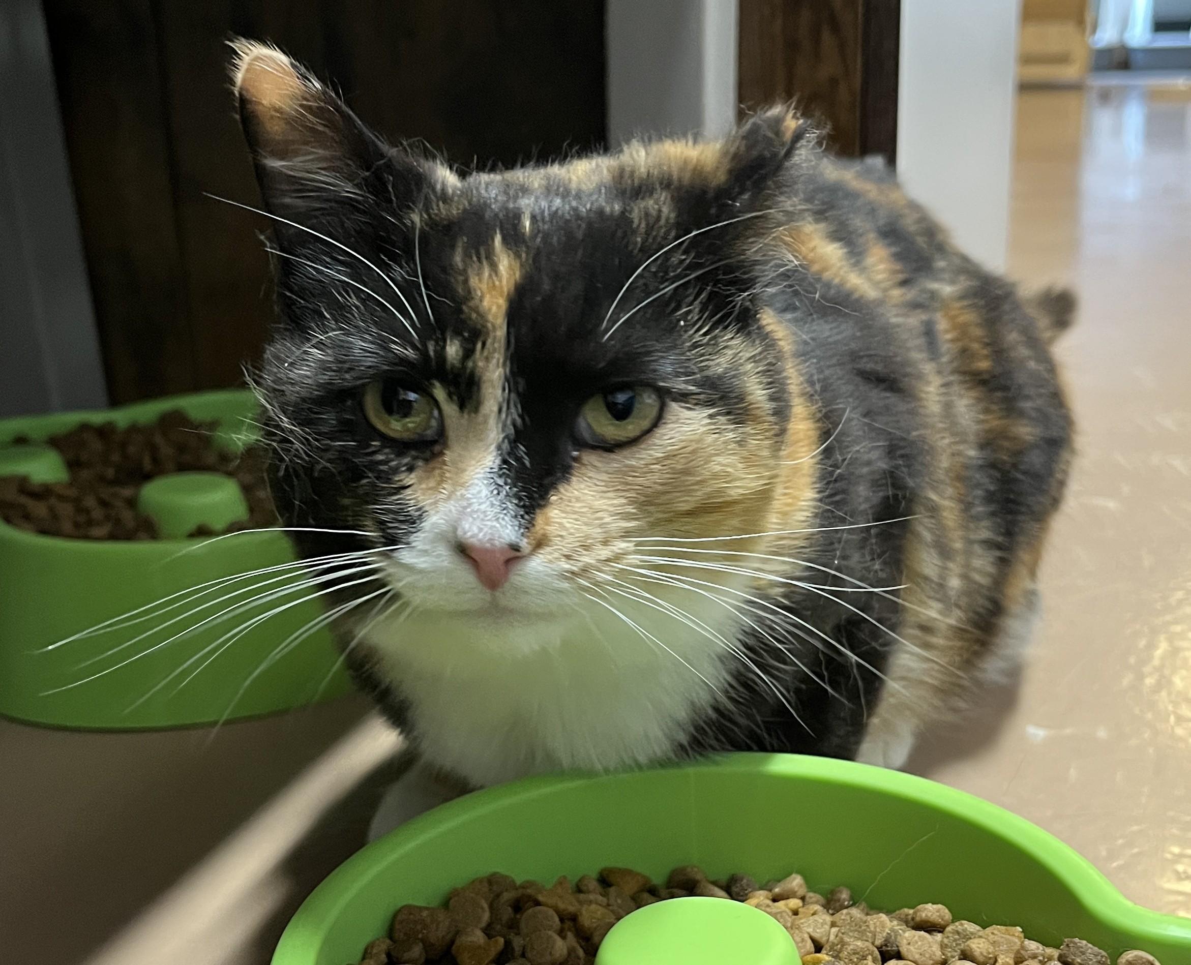 Enlarge LAVA (CR/SC), an adopted Domestic Short Hair in Sainte-Angele-de-Monnoir, QC image 1/6