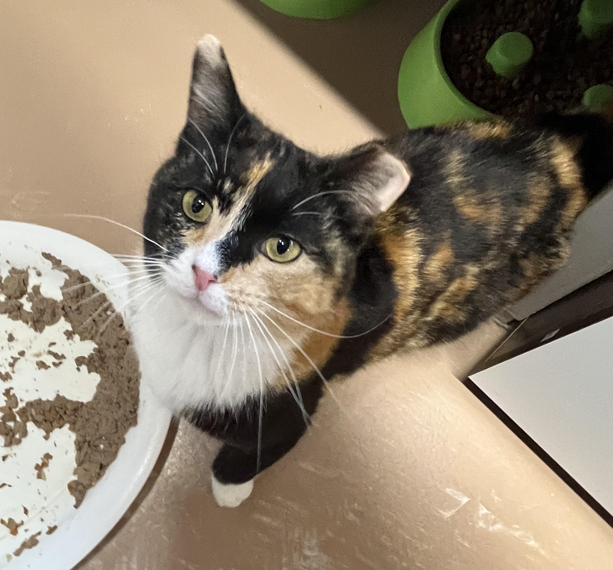 Enlarge LAVA (CR/SC), an adopted Domestic Short Hair in Sainte-Angele-de-Monnoir, QC image 3/6