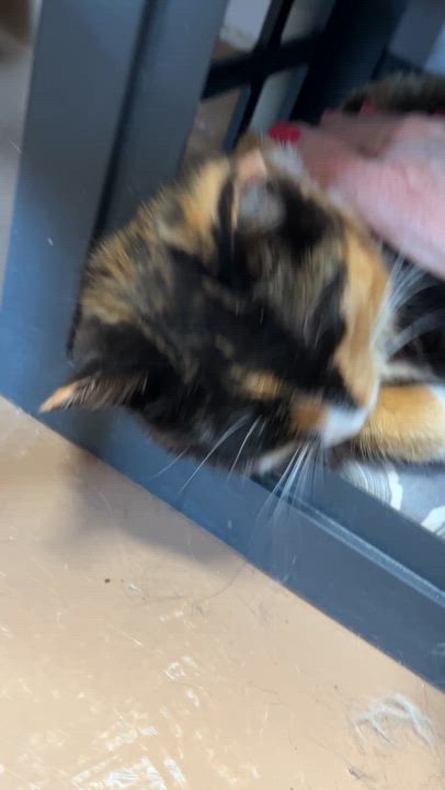 Enlarge LAVA (CR/SC), an adopted Domestic Short Hair in Sainte-Angele-de-Monnoir, QC video 6/6