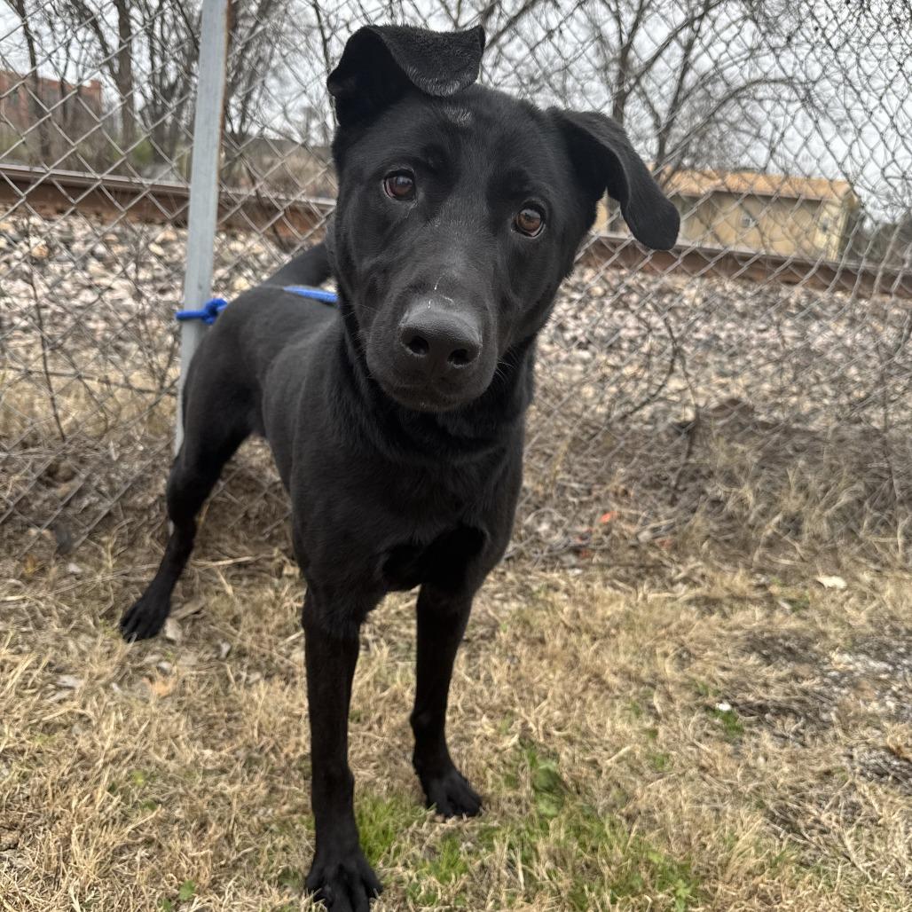 Enlarge Wonky D45824, a Adoptable mixed breed in Corsicana, TX image 1/2