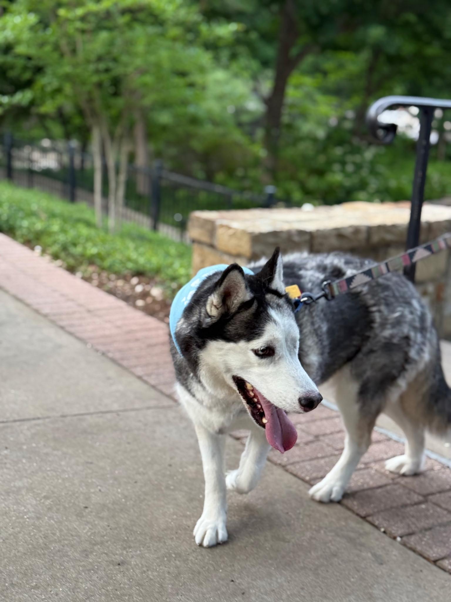 Enlarge Callista, a ADOPTABLE Husky in Dallas, TX image 3/4