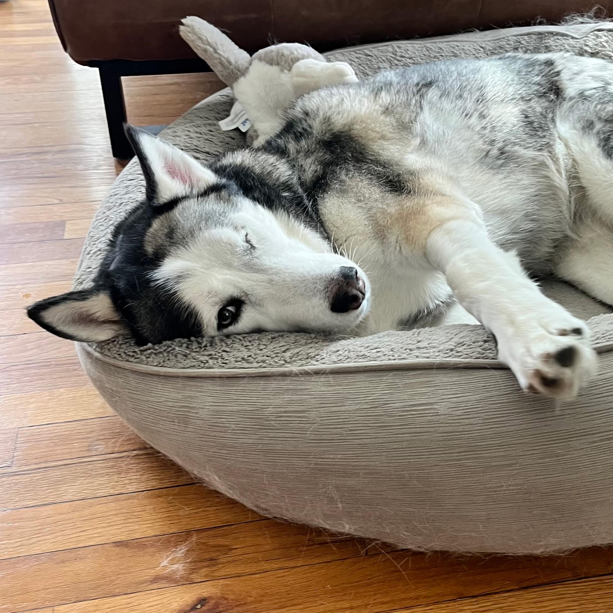 Enlarge Callista, a ADOPTABLE Husky in Dallas, TX image 4/4