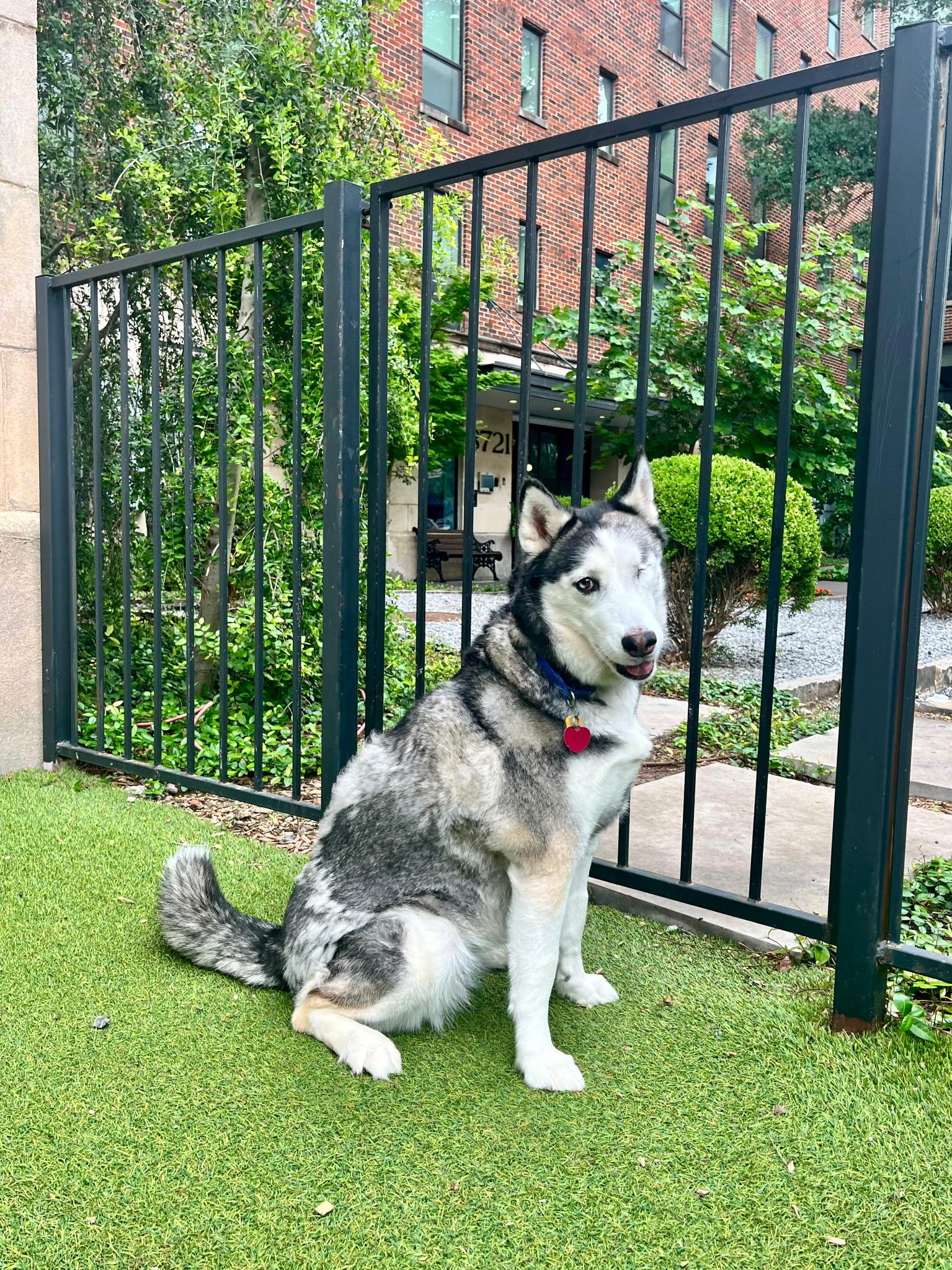 Enlarge Callista, a ADOPTABLE Husky in Dallas, TX image 2/4