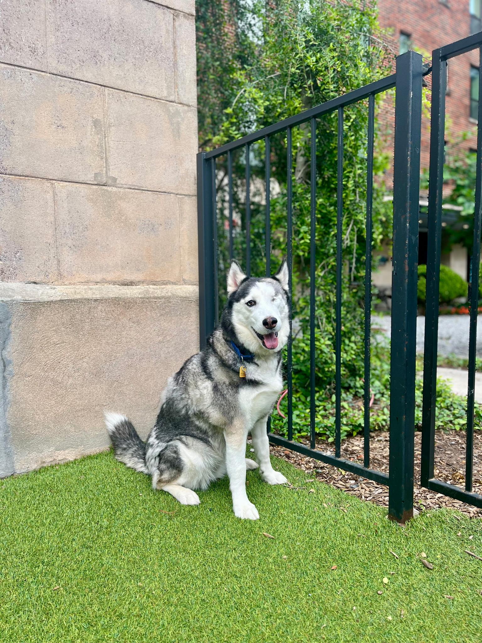 Callista, ADOPTABLE, Adult Female Husky.