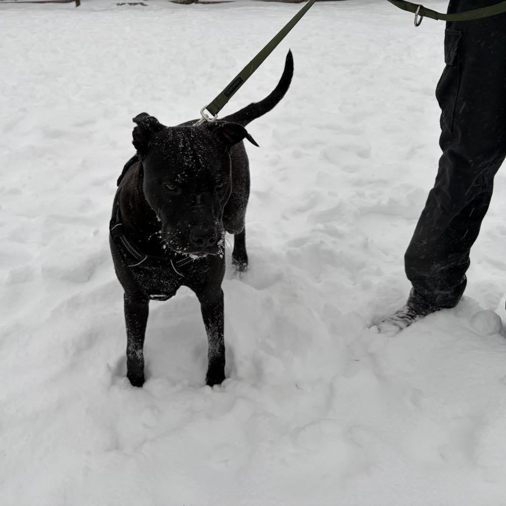 McKellan, Adoptable, Young Male Mixed Breed & Mixed Breed.