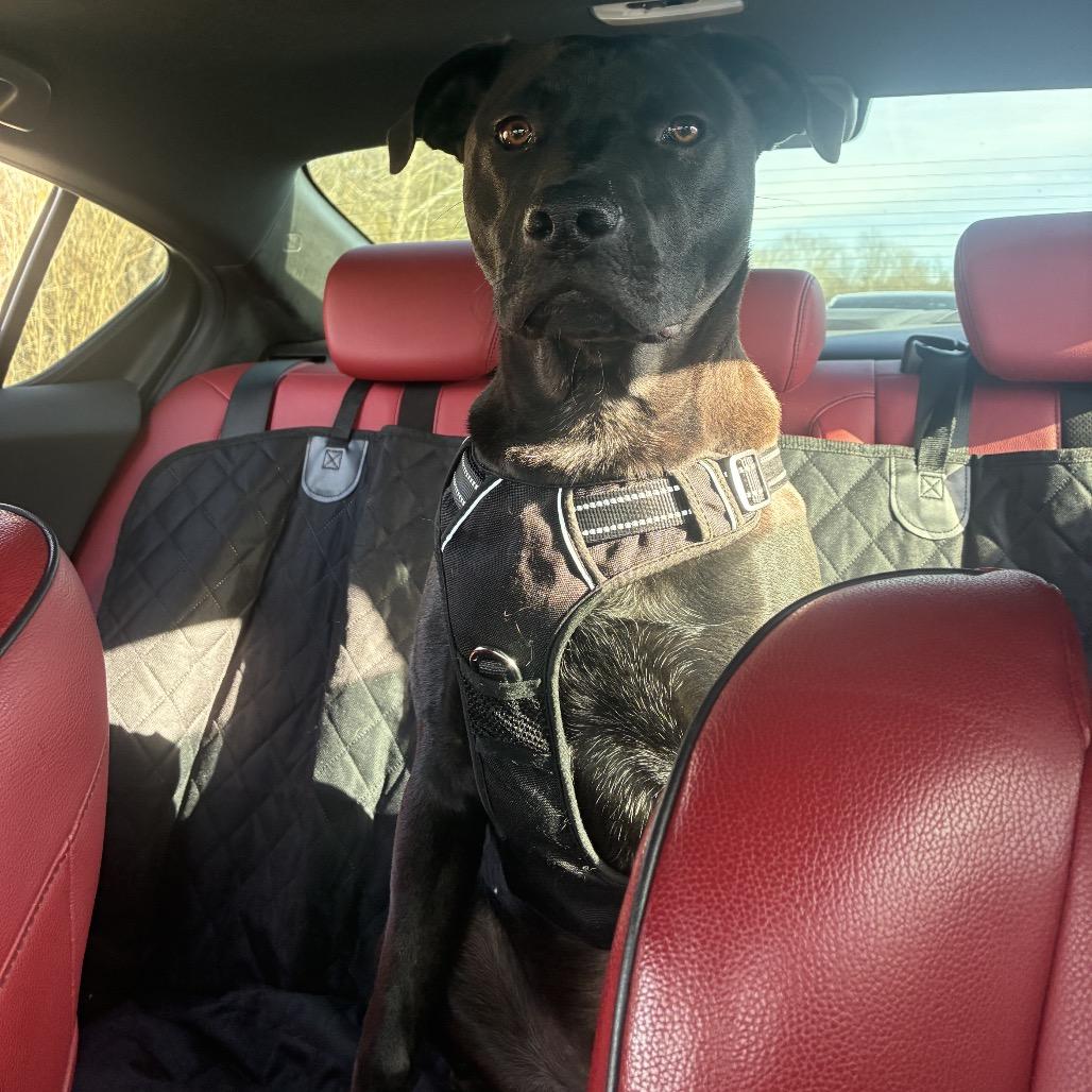 McKellan, a Adoptable mixed breed in Fredericksburg, VA image 2/6