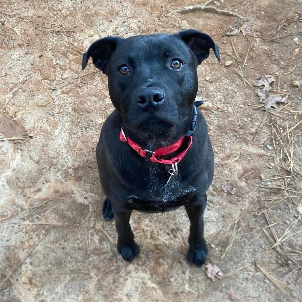 McKellan, a Adoptable mixed breed in Fredericksburg, VA image 3/6