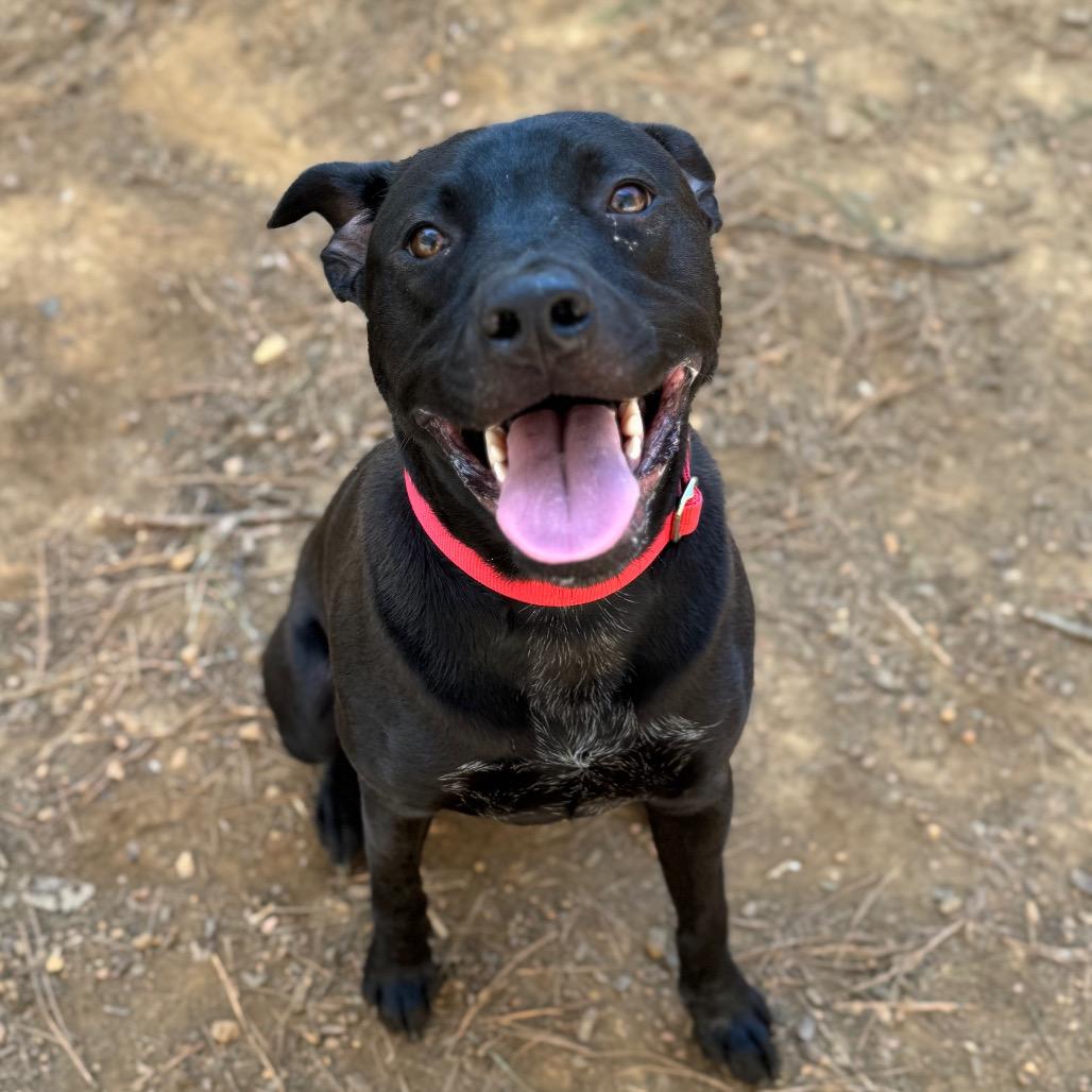 Enlarge McKellan, a Adoptable mixed breed in Fredericksburg, VA image 4/6