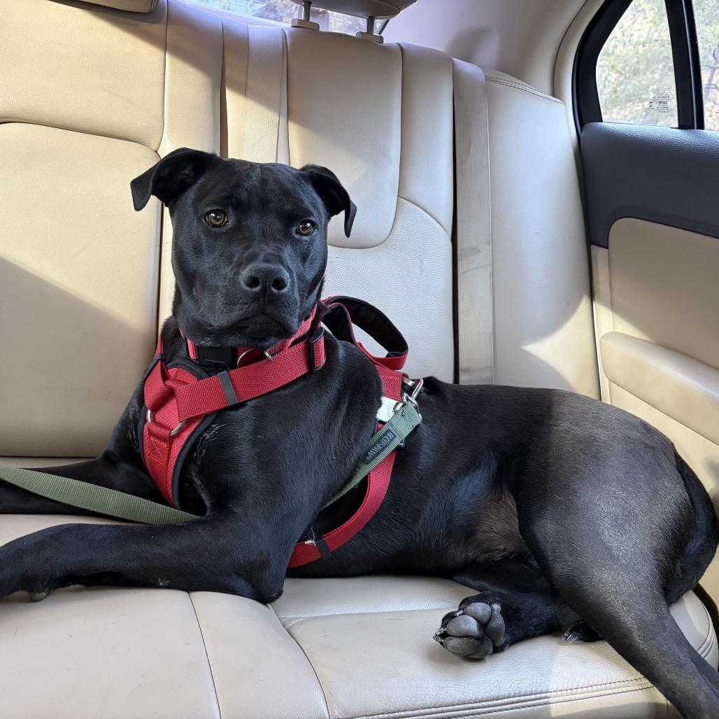 Enlarge McKellan, a Adoptable mixed breed in Fredericksburg, VA image 5/6