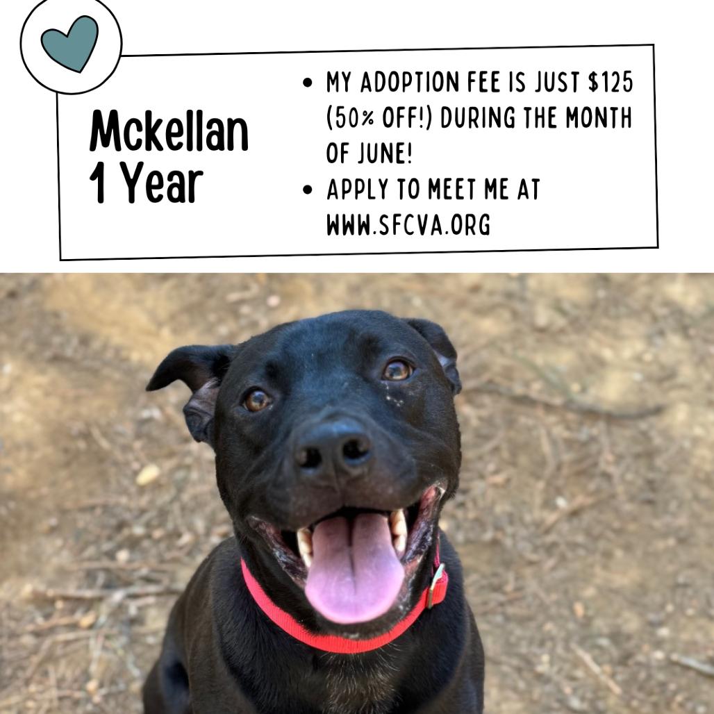 McKellan, a Adoptable mixed breed in Fredericksburg, VA image 5/6
