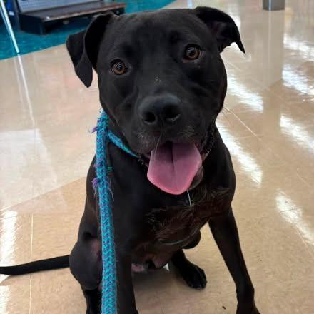 McKellan, a Adoptable mixed breed in Fredericksburg, VA image 5/6