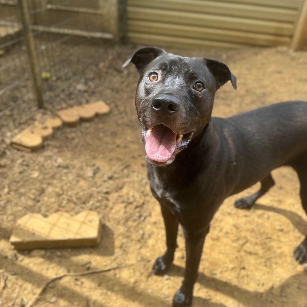 Enlarge McKellan, a Adoptable mixed breed in Fredericksburg, VA image 5/6