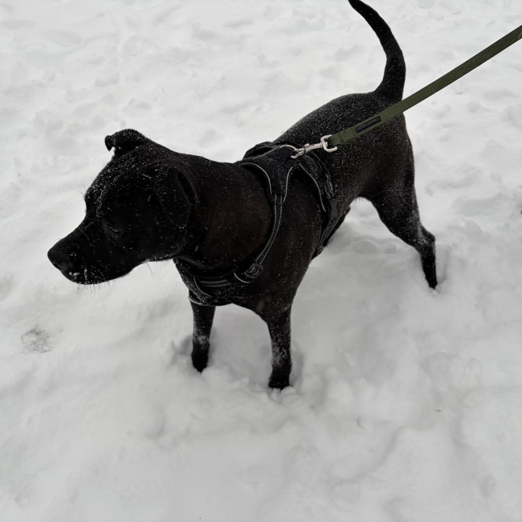 McKellan, a Adoptable mixed breed in Fredericksburg, VA image 5/6