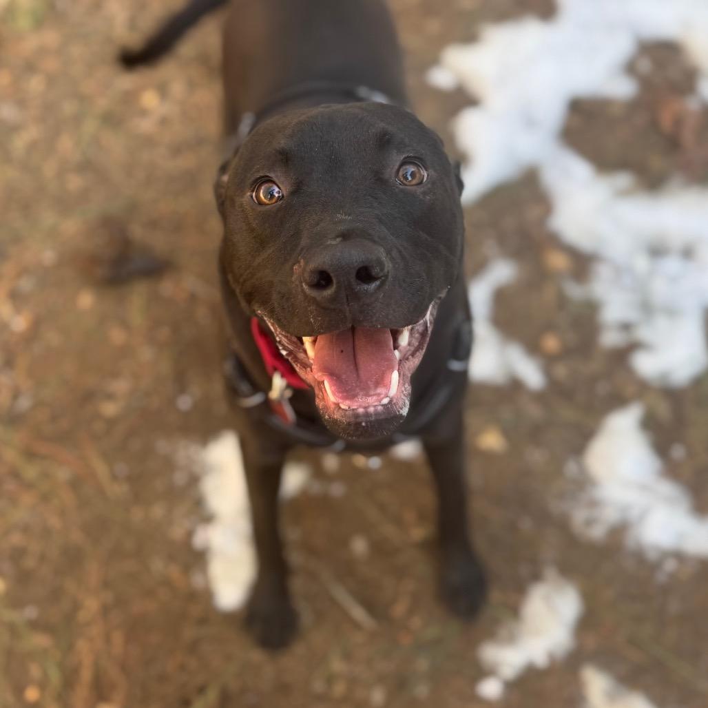 McKellan, a Adoptable mixed breed in Fredericksburg, VA image 6/6