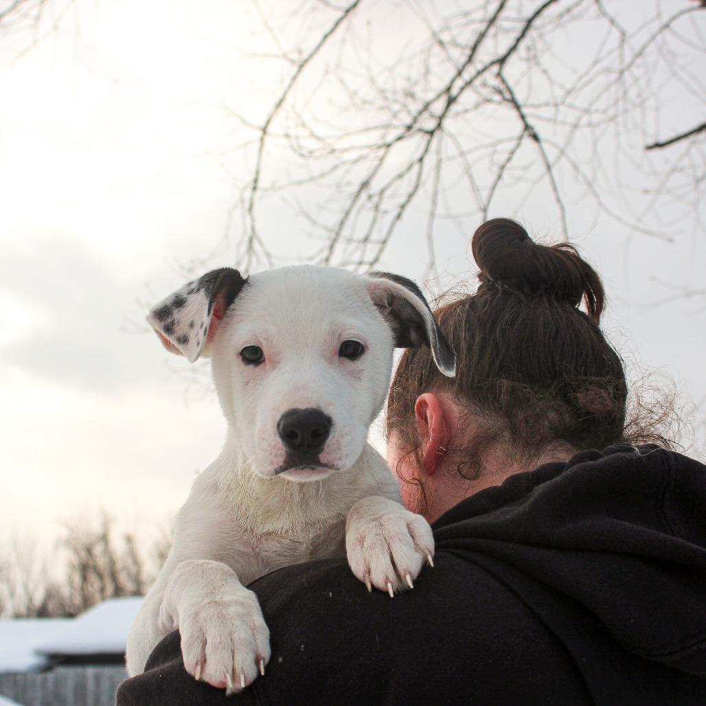 Tux 10, Adoptable, Puppy Male Mixed Breed.