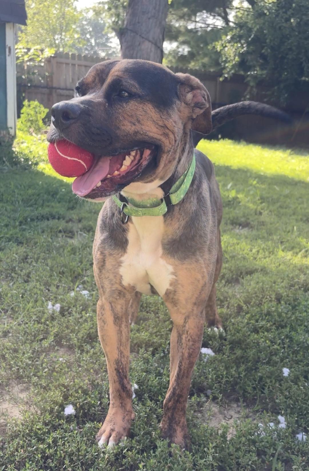 Enlarge Brad, a ADOPTABLE mixed breed in Indianapolis, IN image 6/6