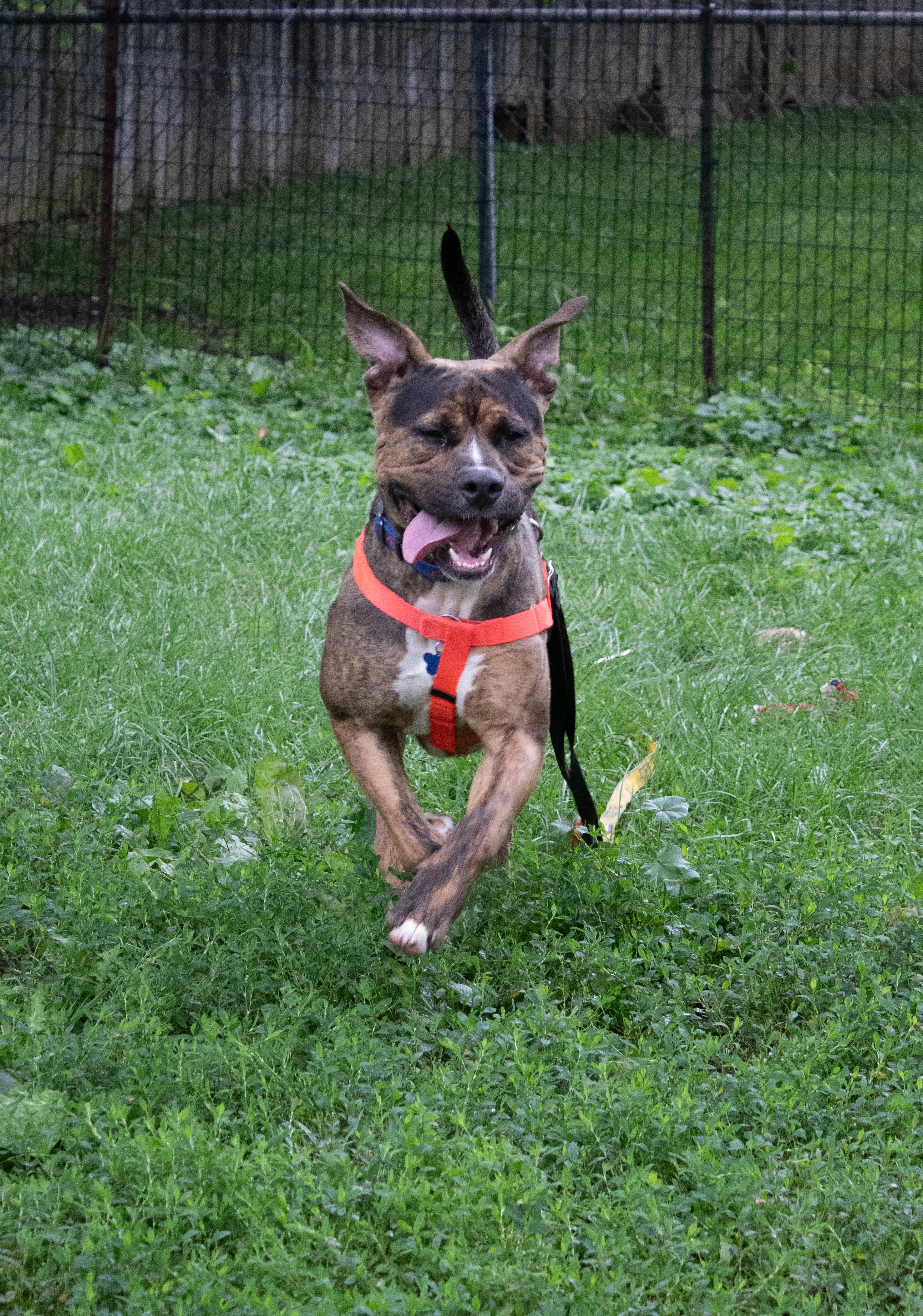 Enlarge Brad, a ADOPTABLE mixed breed in Indianapolis, IN image 2/6