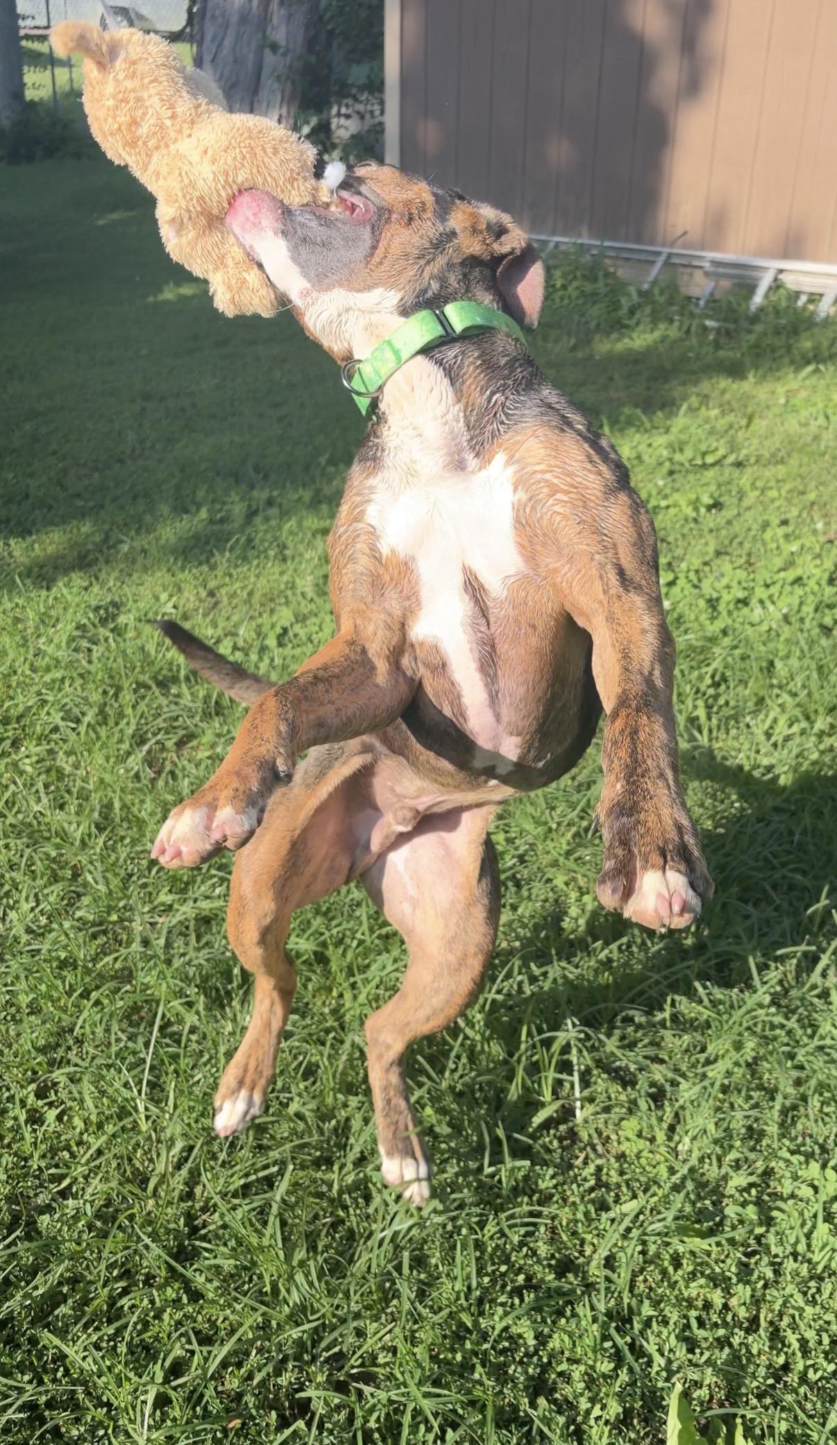 Enlarge Brad, a ADOPTABLE mixed breed in Indianapolis, IN image 5/6